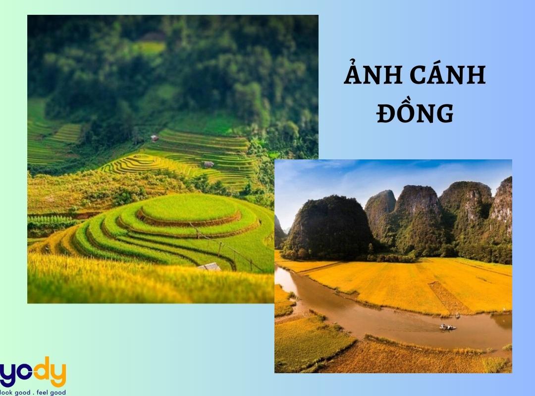 Tranh vẽ phong cảnh làng quê Việt Nam thanh bình với đồng lúa xanh ngát, biểu tượng cho sự bình yên cần bảo vệ