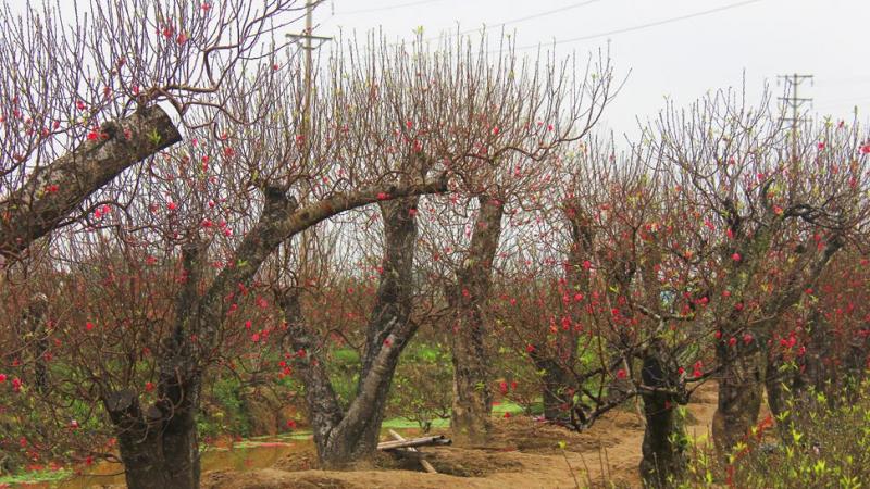 Chi tiết vẽ cành hoa đào mùa xuân đơn giản với những nụ hoa và cánh hoa hồng phớt tinh tế