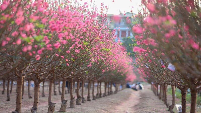 Khám Phá Cách Vẽ Tranh Ngày Tết Đơn Giản Nhất Bức tranh Tết đơn giản nhất vẽ cành đào hồng thắm khoe sắc ngày xuân
