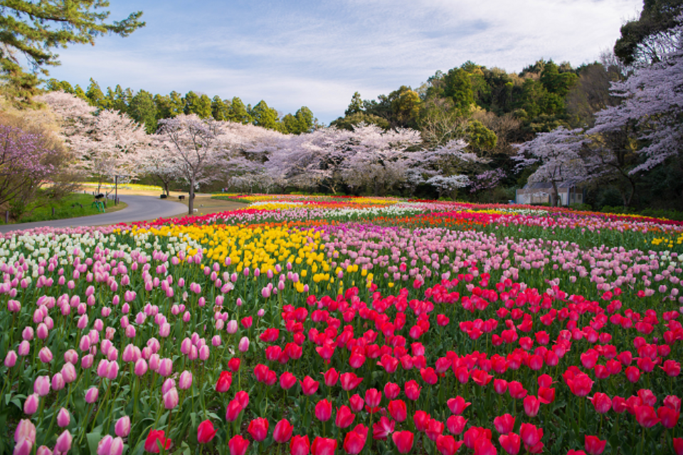 Ý tưởng vẽ tranh cánh đồng hoa tulip độc đáo với góc nhìn từ trên cao