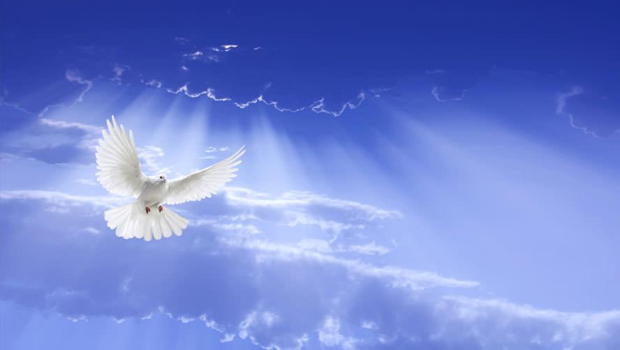 Gợi ý ý tưởng vẽ tranh hòa bình thế giới với biểu tượng chim bồ câu trắng và cành ô liu trên quả địa cầu