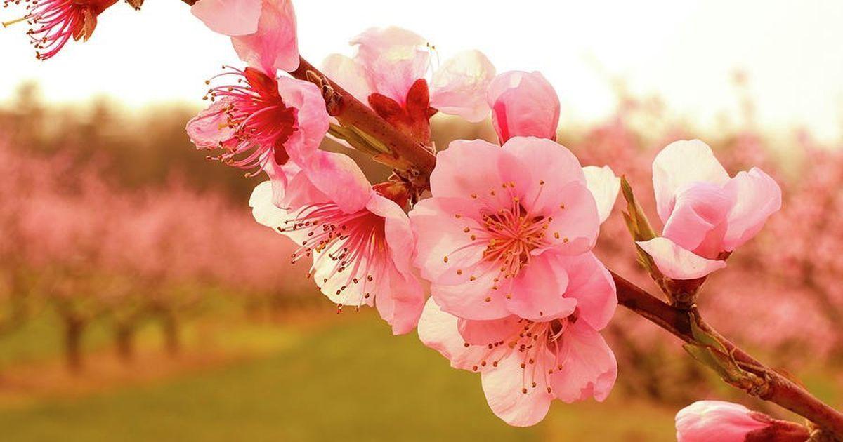 Ý tưởng vẽ tranh gia đình biểu tượng hóa bằng hình ảnh cây cổ thụ mạnh mẽ chở che các thành viên