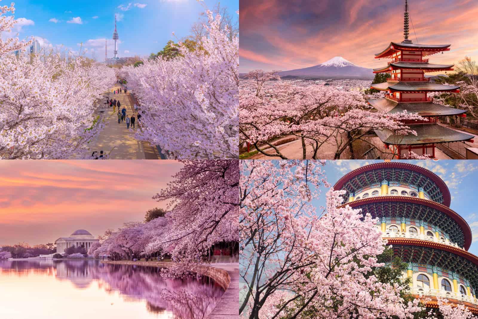 Ý tưởng vẽ tranh núi Phú Sĩ độc đáo với góc nhìn từ dưới lên qua những cành cây khẳng khiu