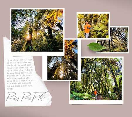 Ý tưởng vẽ tranh phong cảnh rừng sâu huyền bí với ánh sáng xuyên qua tán lá