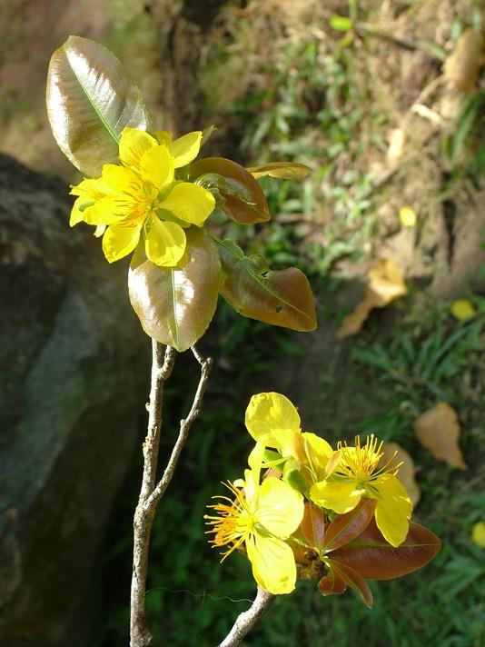 Ý tưởng vẽ tranh một chiếc xe ô tô mơ ước đang bay lượn giữa các đám mây trên bầu trời xanh