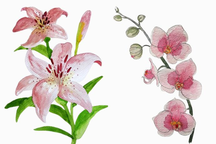 Hướng dẫn vẽ hoa bằng màu nước đơn giản cho người mới bắt đầu