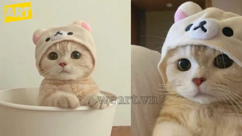 Vẻ Đáng Yêu Khó Cưỡng Của Avatar Mèo Vô Tri Vẻ Đáng Yêu Khó Cưỡng Của Avatar Mèo Vô Tri