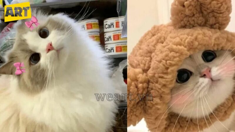 Vẻ Đáng Yêu Khó Cưỡng Của Avatar Mèo Vô Tri Vẻ Đáng Yêu Khó Cưỡng Của Avatar Mèo Vô Tri