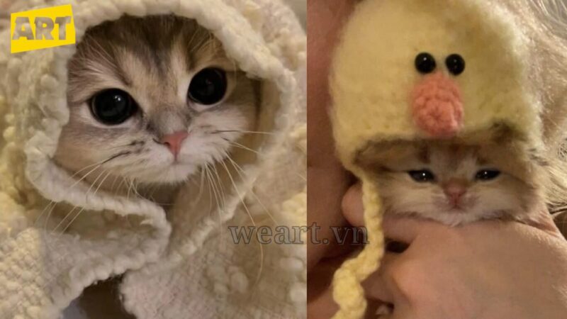 Vẻ Đáng Yêu Khó Cưỡng Của Avatar Mèo Vô Tri Vẻ Đáng Yêu Khó Cưỡng Của Avatar Mèo Vô Tri