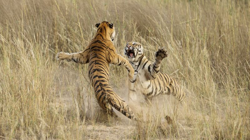 Ảnh 3D hai con hổ trưởng thành đang giao chiến