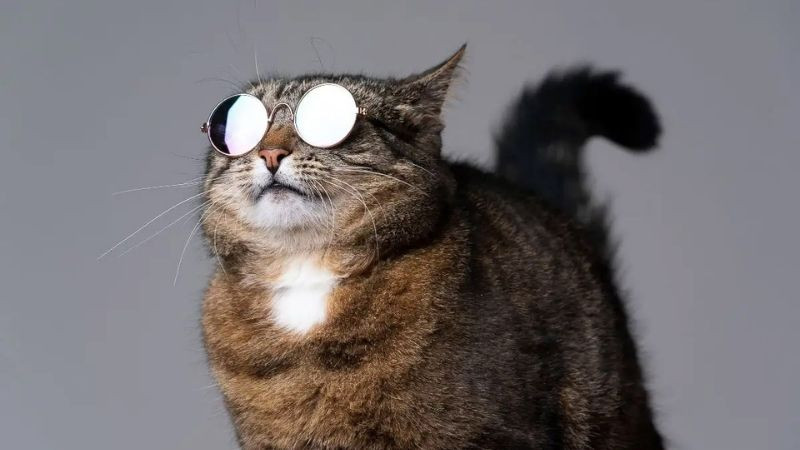 Ảnh avatar đẹp cho con trai với chó