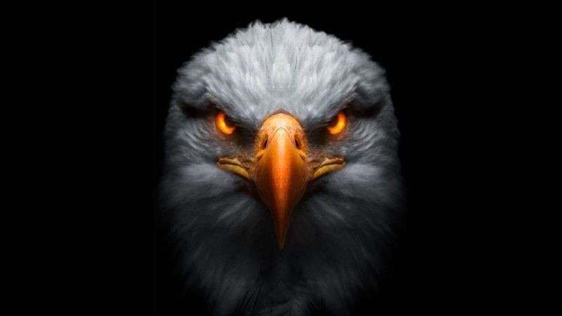 Ảnh avatar đẹp cho con trai với đại bàng