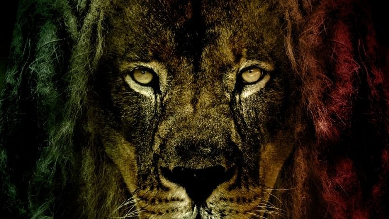 Ảnh avatar đẹp cho con trai với sư tử