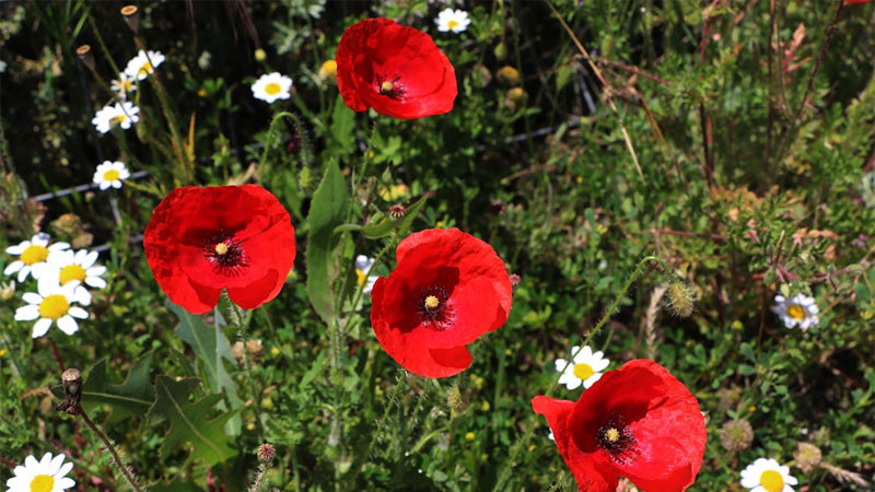 Ảnh ba bông hoa anh túc đỏ nở rộ