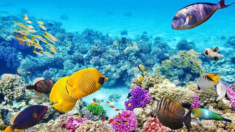 **Ảnh biển** dưới nước với đàn cá rực rỡ sắc màu