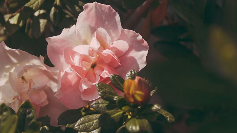 Ảnh bó hoa mẫu đơn hồng rực rỡ