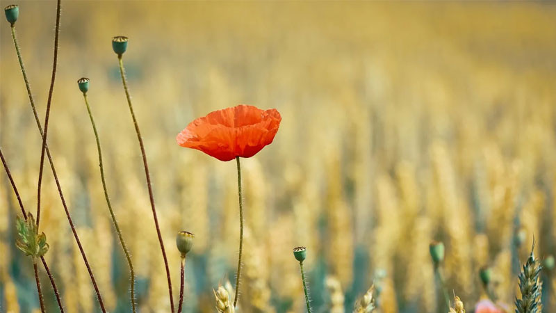 Ảnh bông hoa anh túc đỏ đơn lẻ trong gió