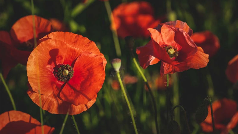 Ảnh bông hoa anh túc đỏ nở trên nền trời