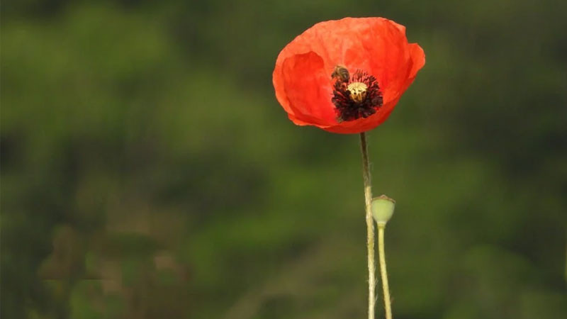 Ảnh bông hoa anh túc đỏ rực rỡ giữa nền xanh