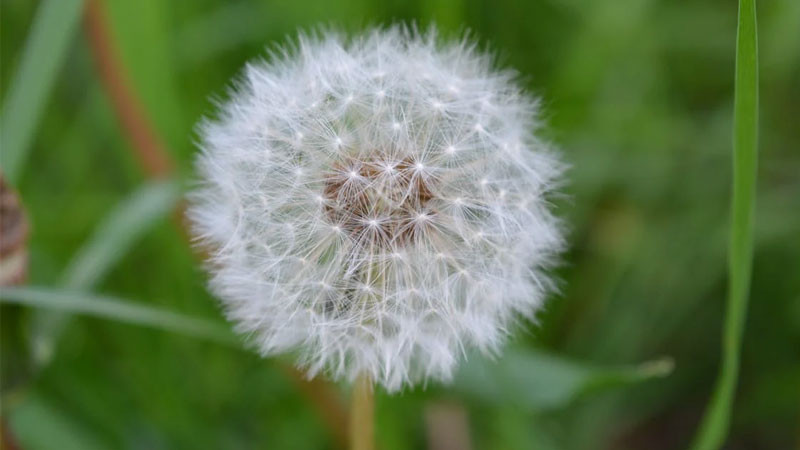 Ảnh bông hoa bồ công anh bay trong gió