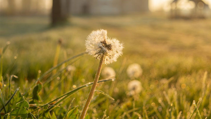 Ảnh bông hoa bồ công anh chuẩn bị nở