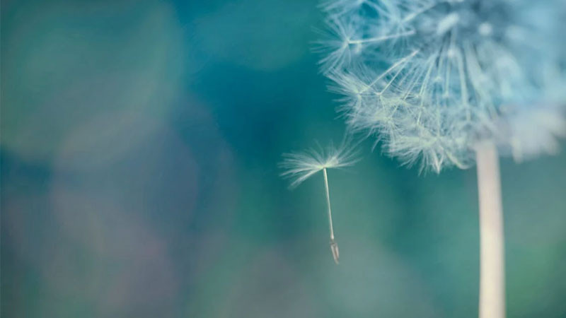 Ảnh bông hoa bồ công anh đơn lẻ với nhiều hạt đang bay