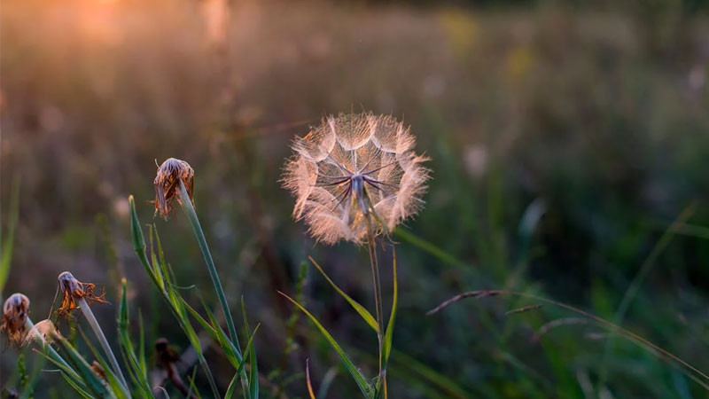 Ảnh bông hoa bồ công anh trước nền trời xanh