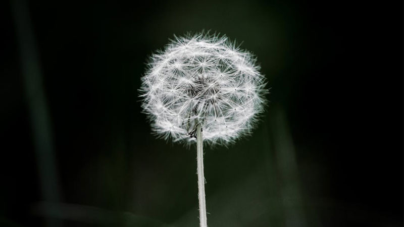 Ảnh bông hoa bồ công anh với vài hạt đã bay đi