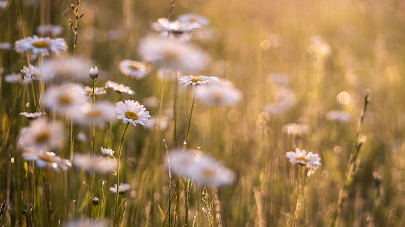 Ảnh bông hoa cúc dại mọc giữa đá