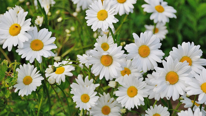 Ảnh bông hoa cúc dại trắng nhỏ bé trên nền xanh