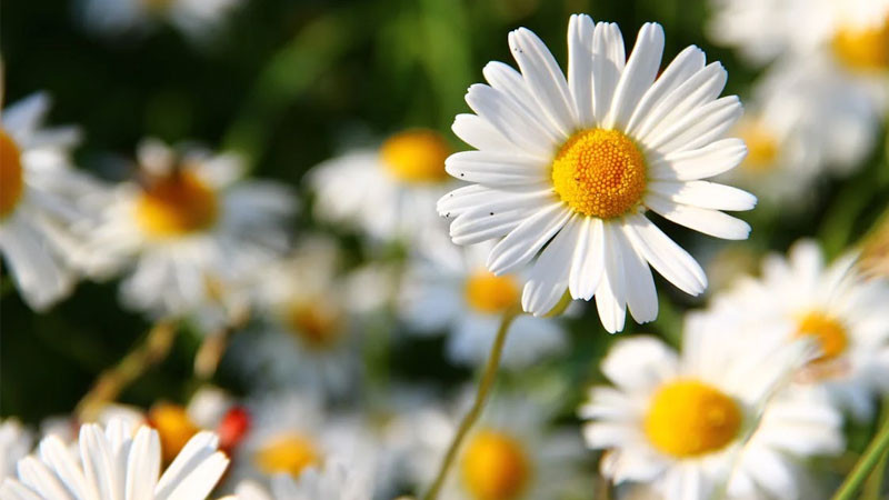 Ảnh bông hoa cúc dại trắng với giọt sương