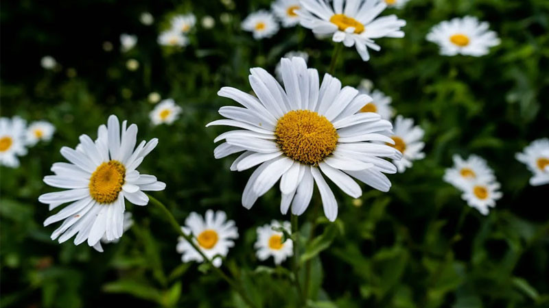 Ảnh bông hoa cúc dại trắng với nhụy vàng rực