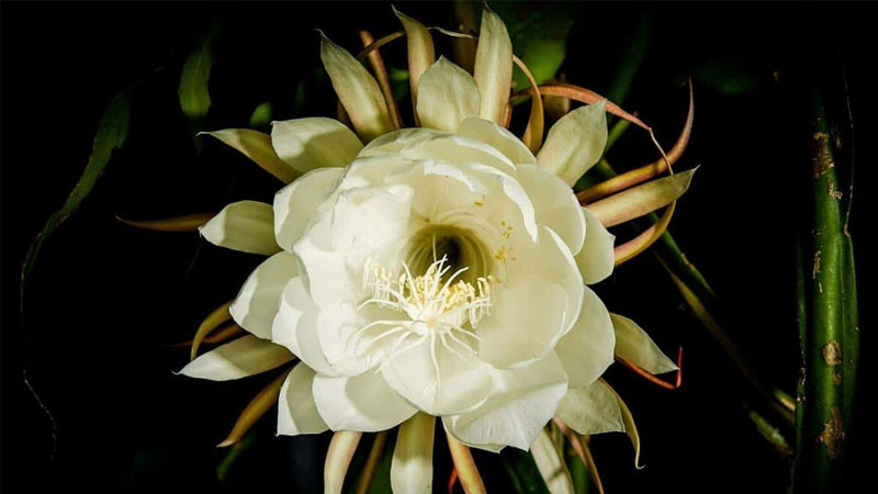 Ảnh bông hoa độc đáo có màu sắc sặc sỡ