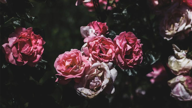 Ảnh bông hoa mẫu đơn hồng đậm và lá xanh tươi