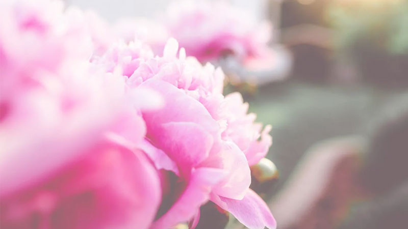 Ảnh bông hoa mẫu đơn hồng nhiều cánh