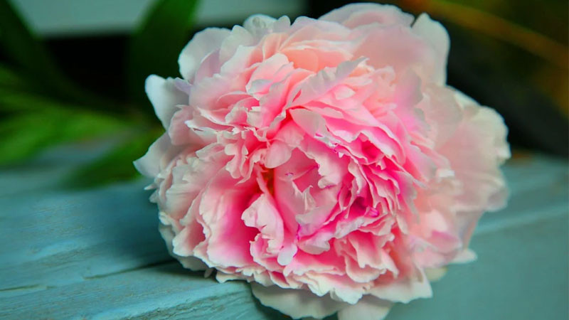 Ảnh bông hoa mẫu đơn hồng phớt nở bung