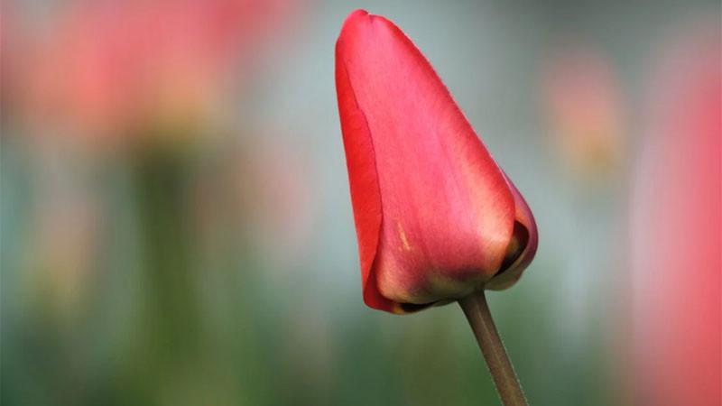 Ảnh bông hoa tulip hồng và cam nở rộ