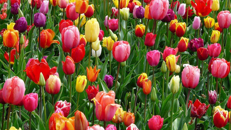 Ảnh bông hoa tulip màu cam rực rỡ cận cảnh