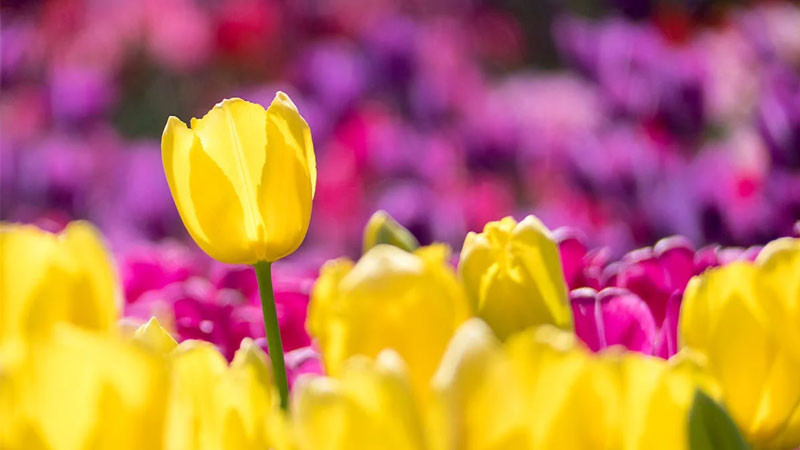 Ảnh bông hoa tulip trắng tinh khôi cùng lá xanh