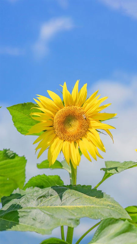 Ảnh cận cảnh hoa hướng dương trong nắng sớm mai