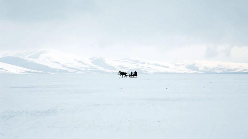 Ảnh cảnh buồn mùa đông với cây và hàng rào phủ tuyết