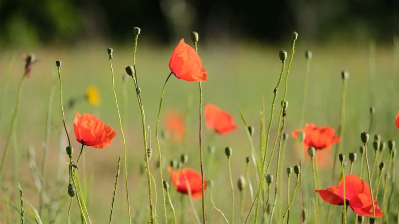 Ảnh cánh đồng hoa anh túc đỏ bạt ngàn