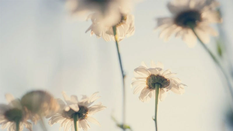 Ảnh cánh đồng hoa cúc dại trắng