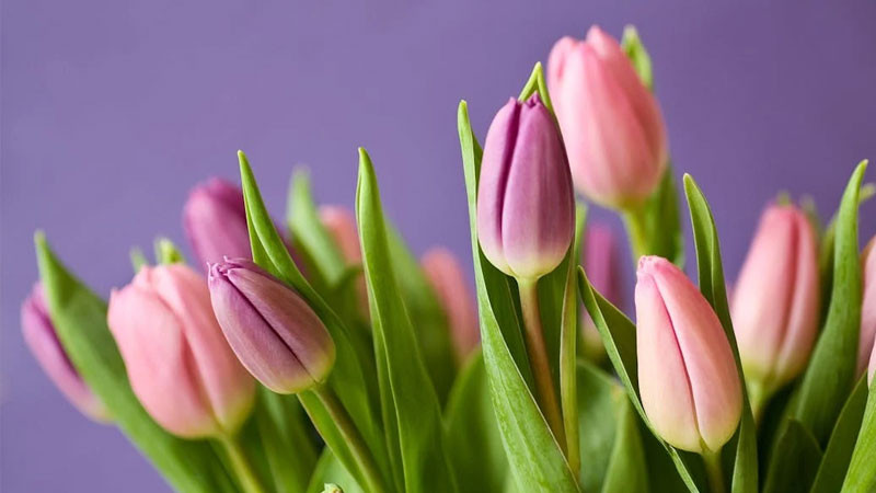 Ảnh cánh đồng hoa tulip nhiều màu sắc tại Hà Lan