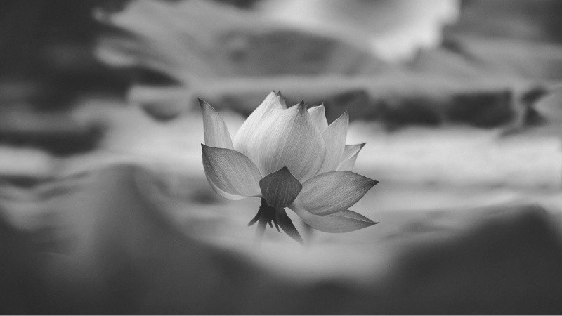 Vẻ Đẹp Vượt Thời Gian Của Ảnh Trắng Đen Ảnh cây cỏ chụp bằng gam màu trắng đen