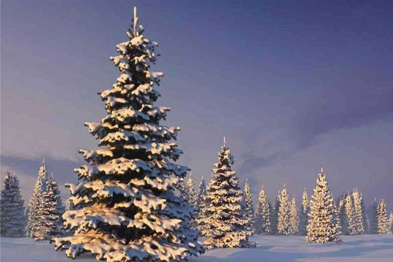 Ảnh cây thông Noel khổng lồ tại quảng trường lung linh ánh sáng