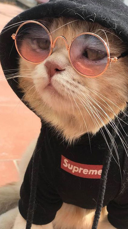 Ảnh chất cute: Chú chó con tinh nghịch với đồ chơi