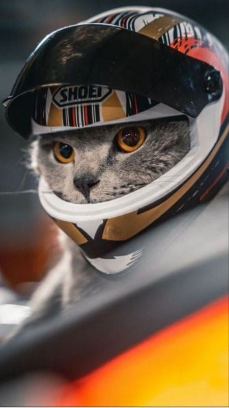 Ảnh chất cute: Chú cún đội mũ ngộ nghĩnh