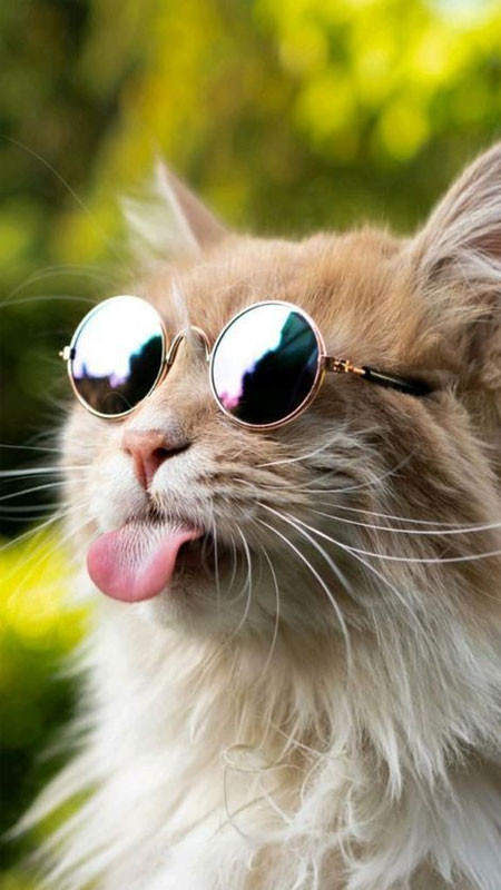 Ảnh chất cute: Chú mèo với biểu cảm &quot;không thể tin nổi&quot;