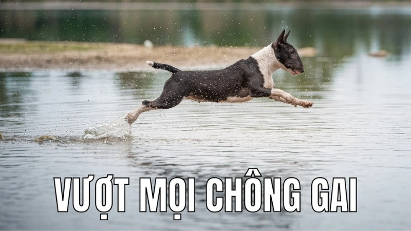 Ảnh chế chó biểu cảm lo lắng, một cảm xúc thường được khai thác trong meme chó